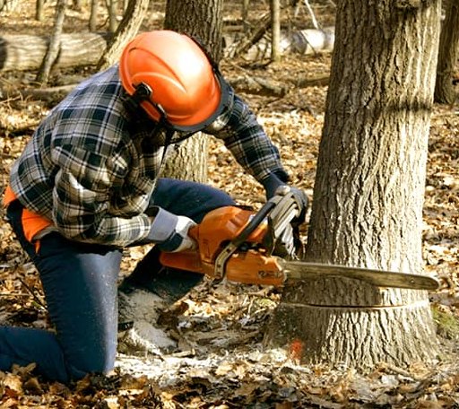 Tree Removal in Ludlow, CA